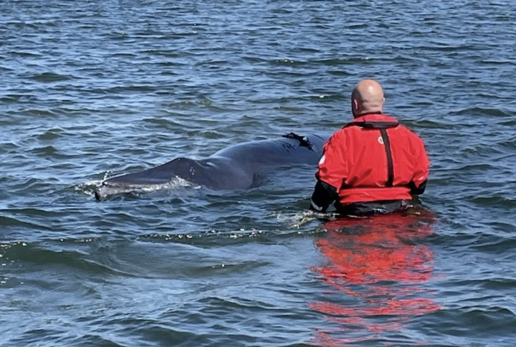 Volunteers help refloat a minke whale that had become stranded behind Island Beach State Park in Barnegat Bay, Oct. 1-7, 2023. (Photo: Marine Mammal Stranding Center)
